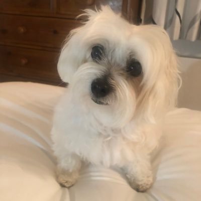 Mums acc. But I’m Holly (Hollybub)- a little Maltese aged 15 🐾I LOVE playing with my🎾,toys,❤️tickles, walkies, snuggles & snacks. Love life and my Mummy! ☺️❤️