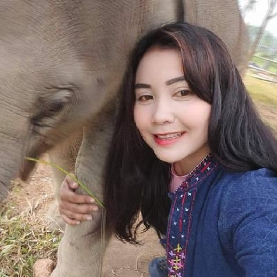 ช้างตกงาน6เชือกที่พัทยา 4190892400ไทยพาณิชย์ นางสำลี คำอาจ ld line 065-6040889🙏🙏🐘🐘