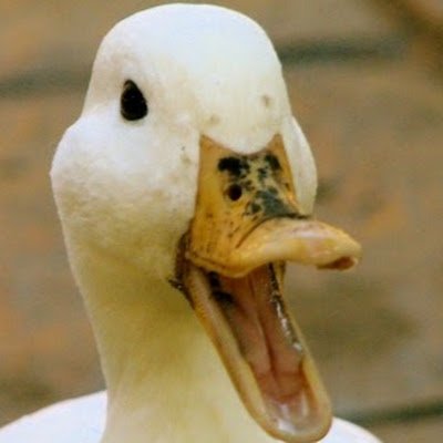 TheDuckedDuck's profile picture. 