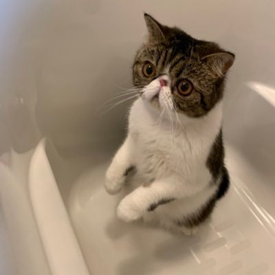 totto0827ya's profile picture. 初めまして！ エキゾチックショートヘアの女の子❤️ あたし、トットです。ギャルは最初のお母さんに付けてもらったファーストネーム。 2018年8月27日この世に参上。あたしの日常をつぶやきますわよ🐈🏠🏜🍽あまり使い方分からないから許してニャん❤️https://t.co/7HpPjMiks0