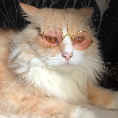 khal_and_lady's profile picture. we are the catfam! 👩‍❤️‍👨 pawrents 🧡| Khal & 💜| Lady 👶 furbabies 💙| Killua & 💚| Kloud & 💜| Khali & 💛| Kohi