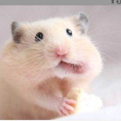 七瀬きなこ💜🍀（元きなこもち）さんのプロフィール画像