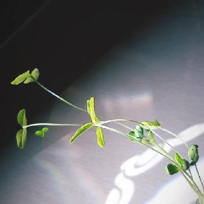 esnyaesteh's profile picture. sebatas human