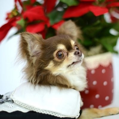 kannaTOriku's profile picture. 某YouTuberの影響により新しく開設。遊んでいるゲーム公式のみ登録。たまに少女漫画と声優さんが入ってます。パト猫さん生配信時、チャットが多いパト猫さんユーザさんも入ってます。メインゲームは、偽アリ、シノアリ、パト猫さん、メガニケ、ゆるどら。その他、ぷちラスカル、着物キティ、パト猫さん、小狼(CC)好き。