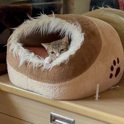 yash_sawant19's profile picture. 