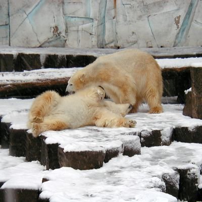 ฅʕ•̀ω•́ʔฅ ゆきお💚れいこ（上野動物園🐾20010127☃️撮影📸）動物園🐻水族館🐟️神社仏閣⛩️癒やされます。🐿️ 567・戦争反対💢勧誘・投資・エロ・出会い系・ママ活・ロマンス詐欺・謎外人・フォロー禁止🆖意味不明の📩お断り⚠️宜しくお願いします。🌞