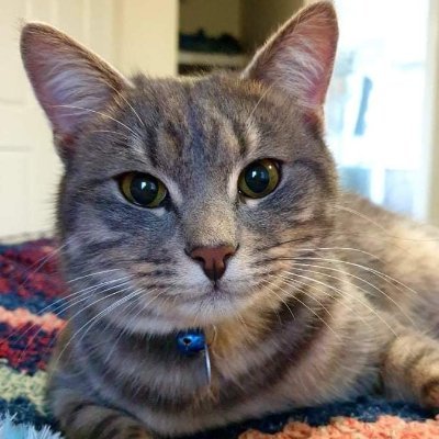 Archiba17497300's profile picture. Retired Train Driver, -  weather, cats, geology, oceans, mars, ,food, chilli