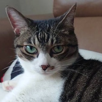 ななねこ (@nanaemong) / Posts / X