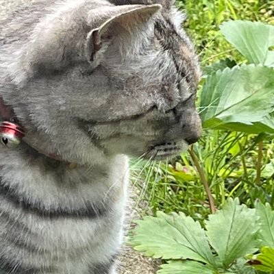 you__0729's profile picture. いろいろ！20↑！無言フォロー失礼します！ 真流行り神/バイオ/🐉5.0.OTEプレイ(桐右固定)/等