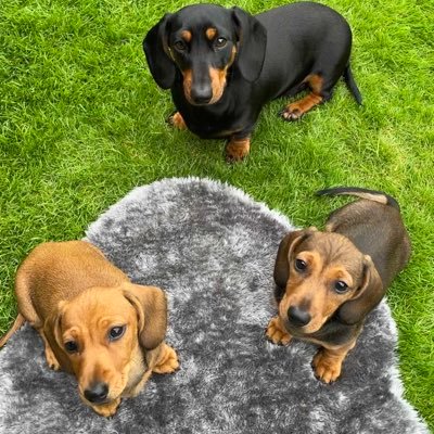 We are 3 little Mini Dachshunds Loving, inquisitive, adventurous a bit mischievous we support @Avfc & @savinglivesuk #dachshund #puppy #sausagedogcentral