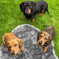 Coco Bean, Slinky Bean & Woody Mini Dachshunds(@bean_sausage) 's Twitter Profile Photo
