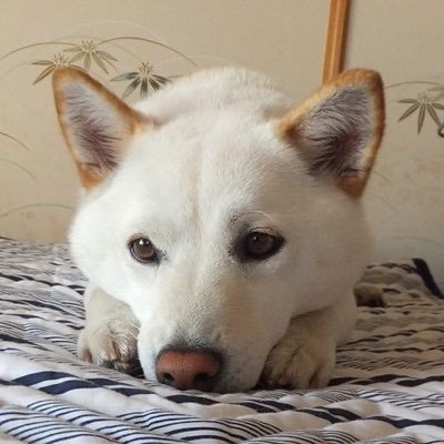 WhiteShibaさんのプロフィール画像