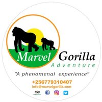 Marvel Gorilla Adventure Ltd(@GorillaMarvel) 's Twitter Profile Photo