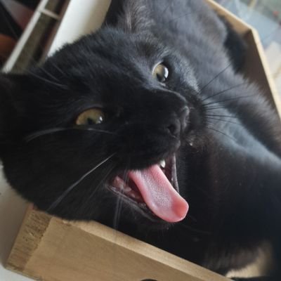 Bad at playing games. Good at talking about them.
I try to do the funny sometimes
Once a year stream at https://t.co/995dIMjv3r