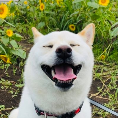 白い柴犬のはるちゃんです。2019/8/24生まれ。チャームポイントは茶色い耳！犬好きのかたぜひフォローお願いします！YouTubeに少し長めのはるちゃんの動画載せてます⇩⇩⇩よければフォローお願いします🐶