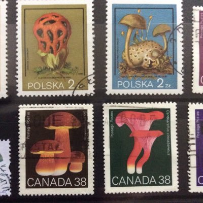 tutu34tan's profile picture. 成人済(20↑)/⚡️最推し/宇善/炭善 じゅじゅは五歌/五夏 金カムは杉尾/勇尾/ヴァシ尾/結婚するなら🐮山さん カ！ファ！狂聡 映画からの黒研 ngro 雑伊