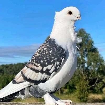رجل يمني بسيط يريد الخير لبلاده. جمهورية يمنية إتحادية يعيش تحت ظلها الجميع
