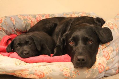 spottydogbed's profile picture. 