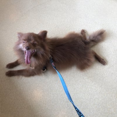 michi20210718's profile picture. ミチ：2021.07.18お迎え 推定5歳の元繁殖犬♂ 右目は見えてない 顔が🐻に似ている￤ハル：コッカプー ♀2022.12.04天国支部へ