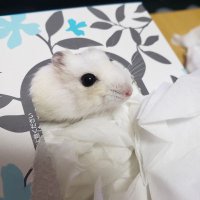 つむぎ (@tumugi90152682) 's Twitter Profile