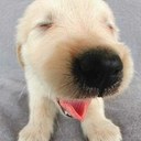 Dylan Maughan - @dillpickle1105 - Twitter