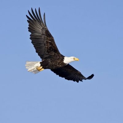 AetosIo's profile picture. I AM                        ONE Section from THE ONE