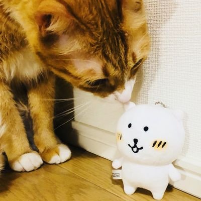 マメタス(もぐコロ)さんのプロフィール画像