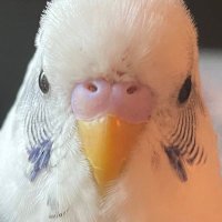 Alpkurt2 (@alpkurt_2) 's Twitter Profile