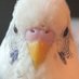 Alpkurt2 (@alpkurt_2) Twitter profile photo Alpkurt2 (@alpkurt_2) Twitter profile photo