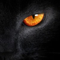 black_tiger(@tigerblack75) 's Twitter Profile Photo