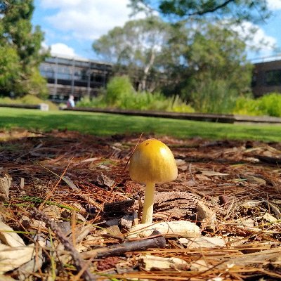 KewMycology Profile Picture