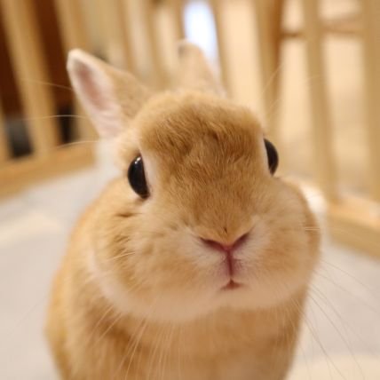 いとちゃん🐰ぬいちゃんさんのプロフィール画像