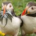 puffins 🇪🇺🇺🇦🌻🐧 (@doppiodoppio7) Twitter profile photo puffins 🇪🇺🇺🇦🌻🐧 (@doppiodoppio7) Twitter profile photo
