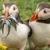 puffins 🇪🇺🇺🇦🌻🐧 (@doppiodoppio7) Twitter profile photo