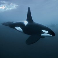 Wha//e (@elwhale) 's Twitter Profile Photo