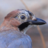 Peguranciu's profile image