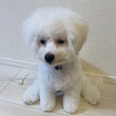 Start a walk aiming for Bichon Frize month when cryptocurrency started. Thinking becomes a reality. Listed on Uniswap V2