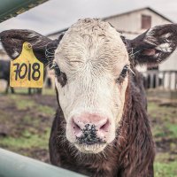 Moo Variant (@moovariant) 's Twitter Profile