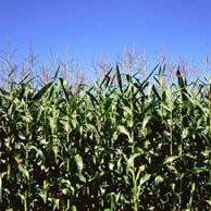 DCameron1988's profile picture. Independent Regional Sales Manager for QT Information Systems/C6 Agri-Industries