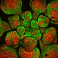 Roeder lab (@roederlab) 's Twitter Profile Photo Roeder lab (@roederlab) 's Twitter Profile Photo