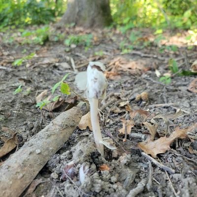 Arconalos's profile picture. I like wildflowers