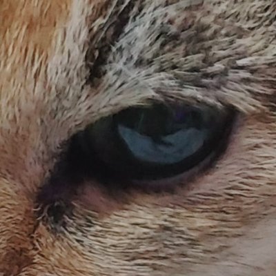 daineさんのプロフィール画像