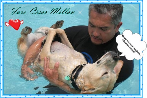 CesarMColombia's profile picture. Para todos los que deseamos que César Millán venga de gira por Latinoamércia a enseñarnos como hacer de nuestros perros un compañero ideal!