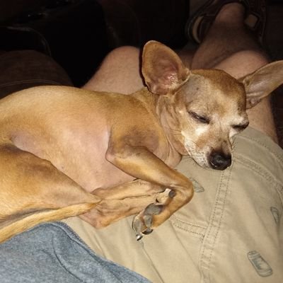 Shitterfitter69's profile picture. Bitcoin creator. Right and left wing extremist. Master of 9000 martial arts. Death to everyone. NO CHINA DOLL FOLLOWERS!