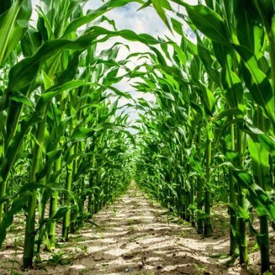 I'm Denis Kimathi a graduate of Moi University Kenya. I love farming.
+254 713211878
