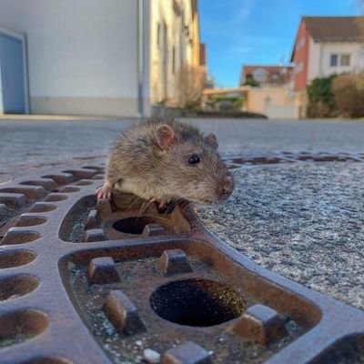 lauacontramano's profile picture. Mañana vemos