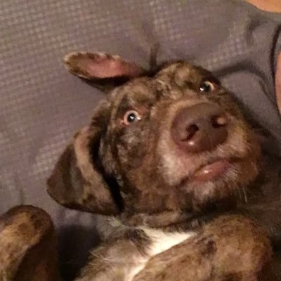 detective_doot's profile picture. certified rebunker