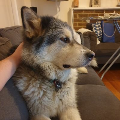 JP_splat's profile picture. 