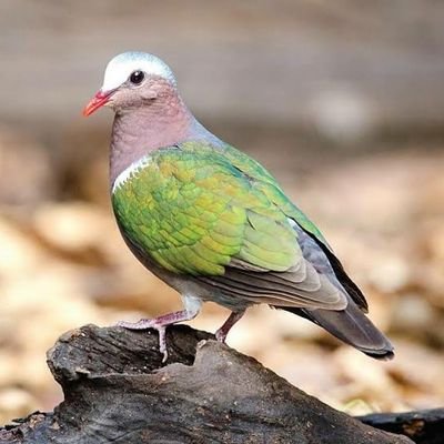 அடர்ந்த காட்டுப்பகுதியில், மூங்கில் காடுகள்,மரங்களில் சுற்றித்திரிபவன்.