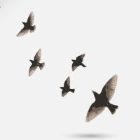 Winter Starlings (@winterstarlings) 's Twitter Profile